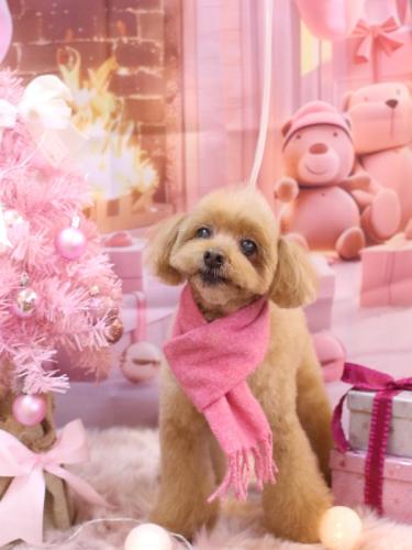 20241227チップくん